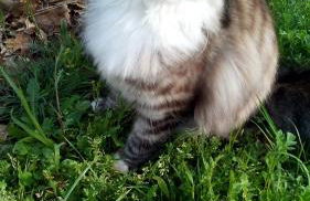 L'aligier - Les gites de Pierregras - Foto 22