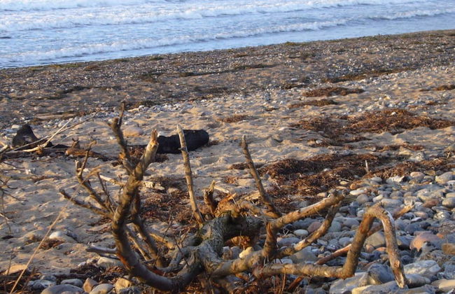 Ostseebrandung - Haus Seestern - Foto 20