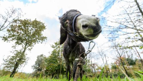 Casa da Eira "Lavoura da Bouça - Fruta Bio" - Foto 5