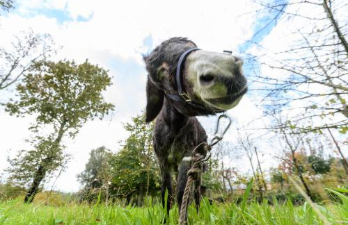 Casa da Eira "Lavoura da Bouça - Fruta Bio" - Foto 5