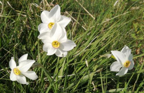 Via Funicolare - Foto 42