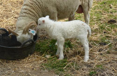 Corner Farm Barn - Foto 21