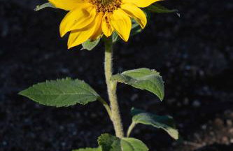 Grenko House - Foto 42