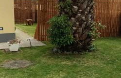 Palmtree 37 Al - Photo 15