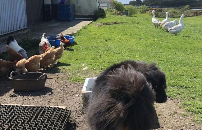 Country Retreat Sleeps 2 Near Cymyran Beach - Foto 21