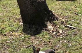 Petting Zoo! Hot Tub, 15 acres, stream & Romance! - Foto 23