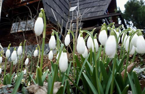 'chata usÓwek' - Foto 41