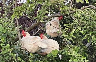 Luxurious Granny House Bell Busk in Malhamdale - Foto 44