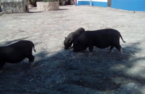 Monte das Galhanas - Foto 44