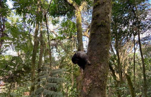 Casa Bambu Floresta Amada - Photo 26