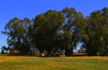 Couto dos Pardinhos - Foto 9