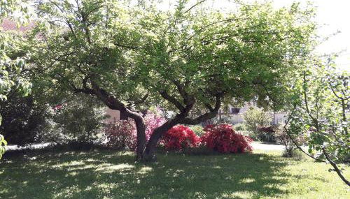 Talonno il frutteto - Foto 5, Garden