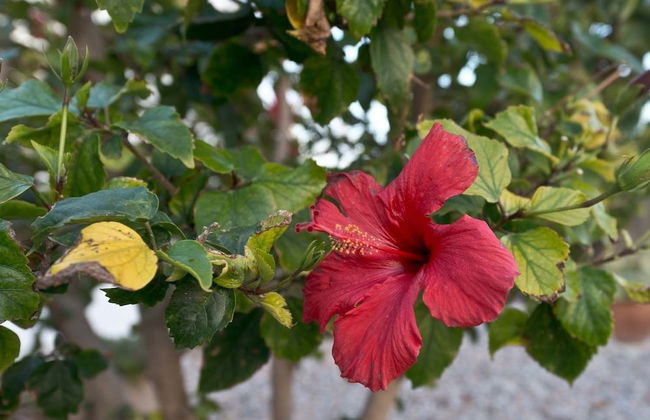 Bungalow Blue Waters by Amy Villas - Foto 33