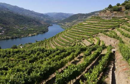 Quinta da Gandarela - Foto 24