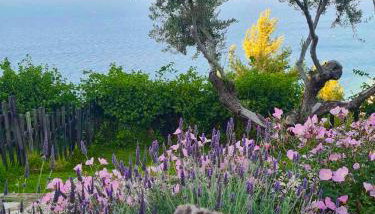 Platanos Villa - Foto 5