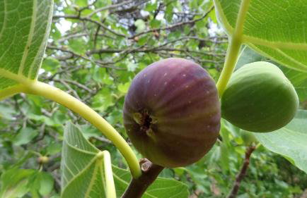 Spacious Villa close to an amazing Sithonia beach - Foto 47