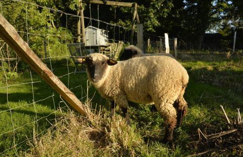 Maisonnette et gîte proches de la mer - Foto 16