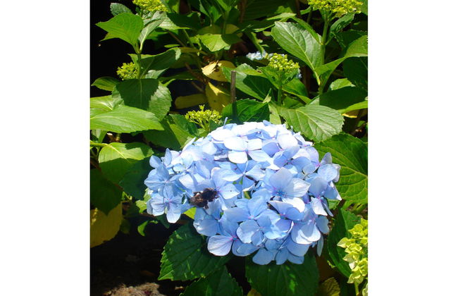 Aborigen Bimbache Casa Rural - Foto 32