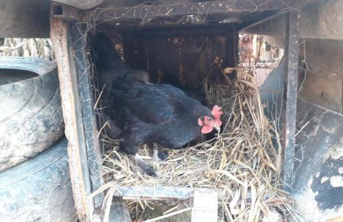 Chácara Chiafarelli - Photo 29