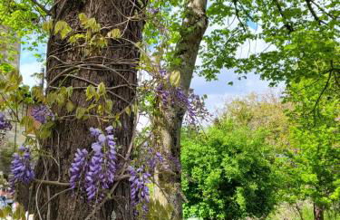 Sambuco di Sopra - Foto 7