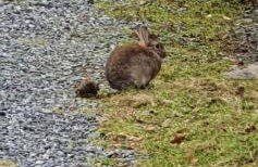 The Rabbit Hill Holiday Home - Foto 38