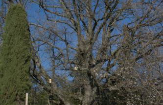 domaine des tilleuls d'or - Foto 10