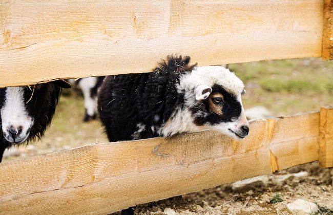 Berg- & Erlebnis-Resort MarktlAlm - Chalets & Lodges - Photo 17