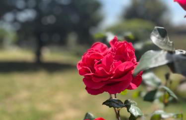 AgriBio Villa Ribes - Photo 59