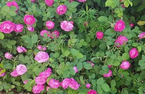 Casa Vacanze Stella - Foto 25