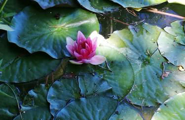 Ferienwohnung-Kiefer - Foto 28