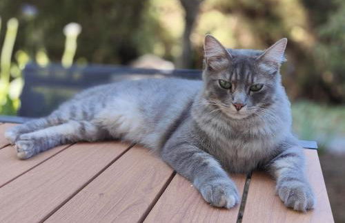 Havre de paix à Nice Cimiez -T4 en rez-de-jardin - Foto 22