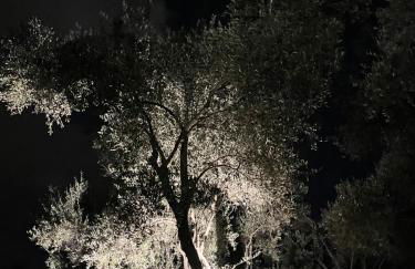 Podere Il Piantoneto - Foto 36