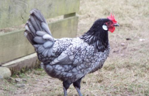 The old hayloft on 22 acre country smallholding - Foto 45