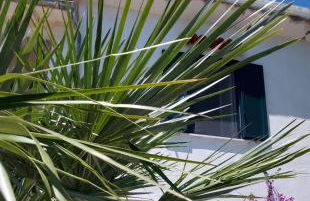 Olivo Macchia - Foto 1