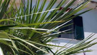 Olivo Macchia - Foto 1, Garden view