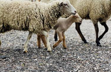 Monte do Lago, Pegões - Foto 63