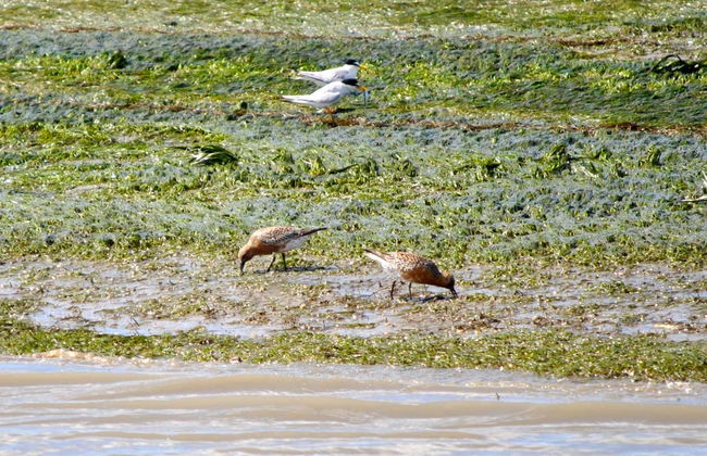 Paseo en barca ecológica por la Ría Formosa - Foto 10