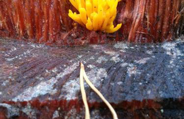 Natura Apartamenty - Foto 49