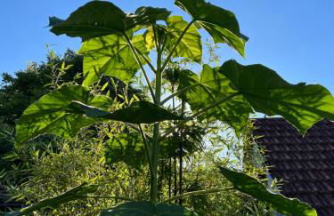 Pia's Nature Retreat - Foto 68