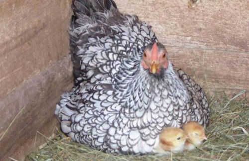 Ferienhof Selz - Foto 36