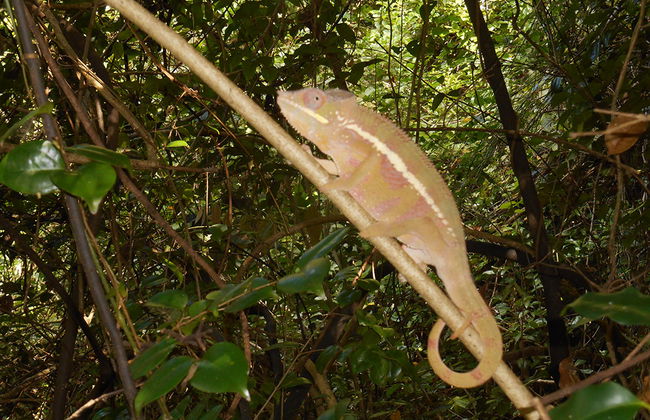 Lemur's Park and Antongona Hill - Photo 6
