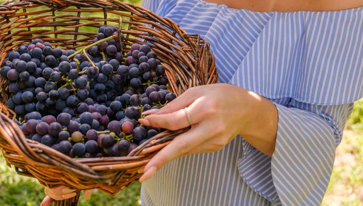 Treno Maria Fumaça + Vendemmia in un'azienda vinicola