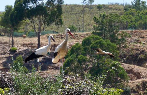 Casa Martim - Foto 53