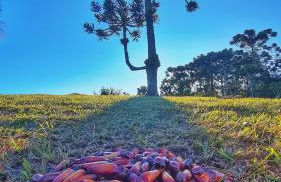 Cabana Alpaca - Banheira, Lareira e Tranquilidade - Foto 30