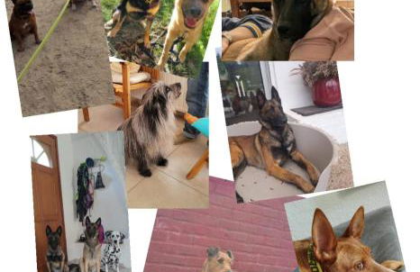 Les Malous - Foto 53