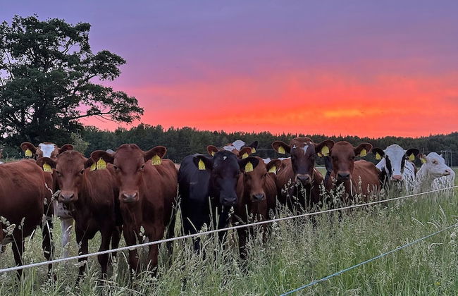 Aspa Herrgård - Foto 6