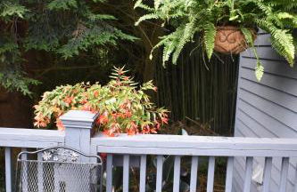 Restored1850s log cabin, with gazebo and gardens! 1 mile to downtown Weaverville - Foto 16