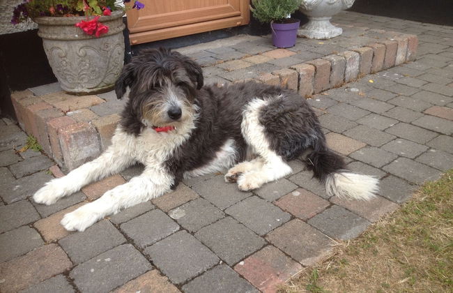 Beachview Cottage - Foto 22