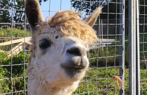 The Old Piggery - Foto 25