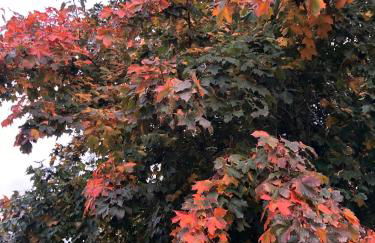 Smithy Cottage - Foto 16